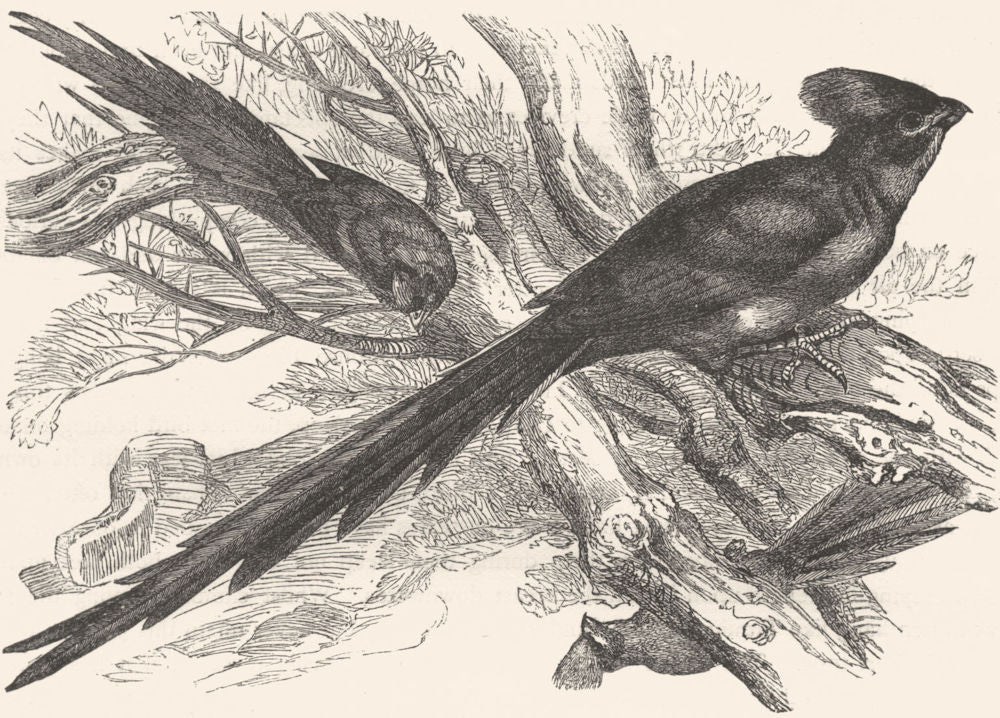 BIRDS. Raven. Plantain Eater. Wiriwa c1870 old antique vintage print picture